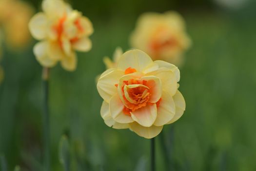 Close up of daffodils field Netherlands.