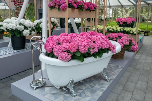 Vintage bath filled with pink hydrangea