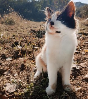 cute curious stray kitten in the autumn meadow
