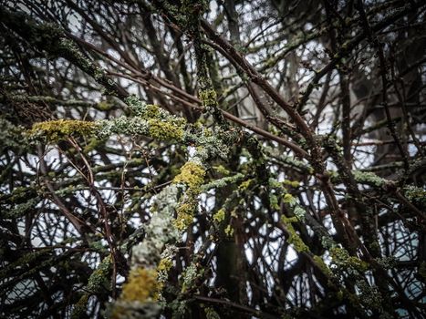 close up. lichen on the branches of trees in the winter forest. natural background