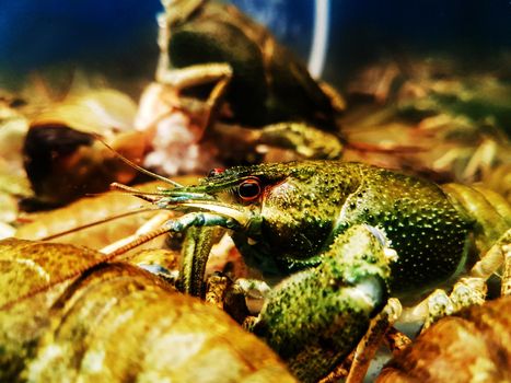 close up. crayfish in a spacious aquarium. photo with copy space