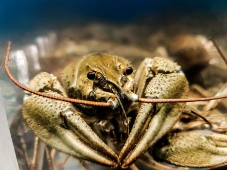 close up. large crayfish behind the glass of the aquarium