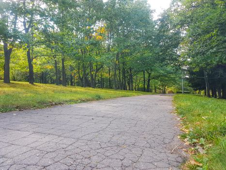 old empty cracked road through the woods . photo with copy space