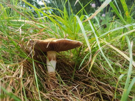 close up. edible mushroom in the grass. silent hunting