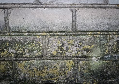 close up. lichen on the wall of the old building . photo with copy space
