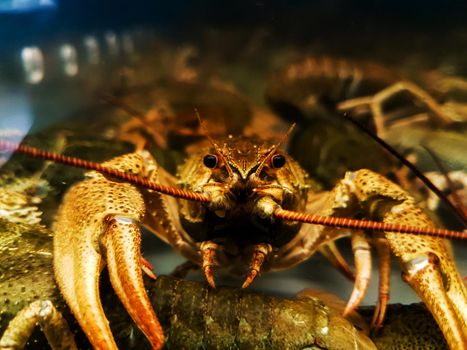 close up. crayfish behind the glass aquarium. photo with copy space