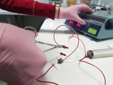 close up. the veterinary surgeon performing the procedure of blood transfusion