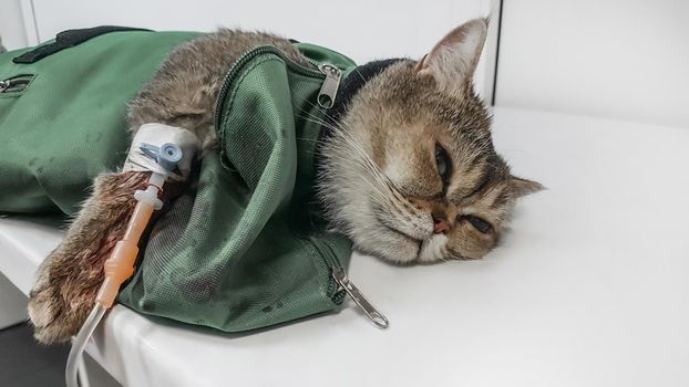 close up.a sick cat lying on the surgical table in the hospital