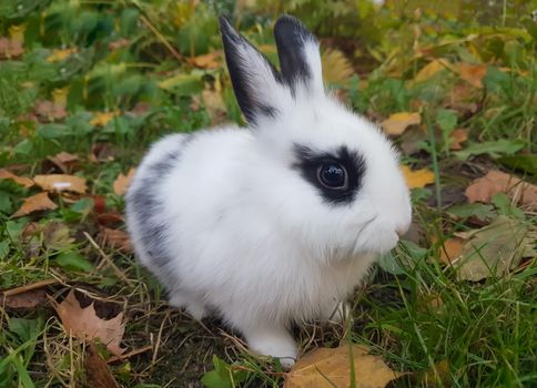 close up.a pretty rabbit sitting on the grass. favorite Pets