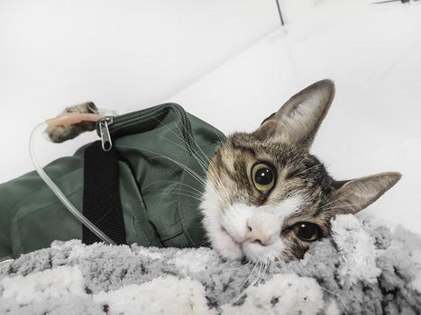 close up.cat with a dropper in a veterinary clinic. professional veterinary care