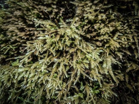 close up. a fluffy carpet of green moss . natural background
