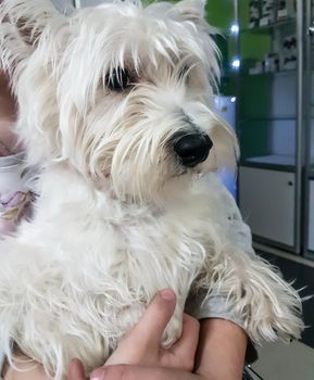 close up. West highland white terrier dog in the hands of a veterinarian