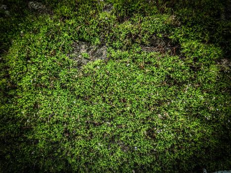 carpet is bright green moss on the ground . natural background