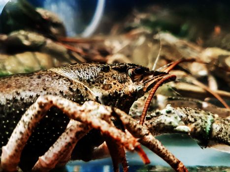 side view. crayfish in a spacious aquarium. photo with copy space