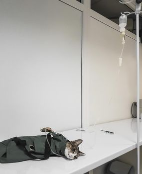 sick cat is assisted in a veterinary clinic. photo with copy space