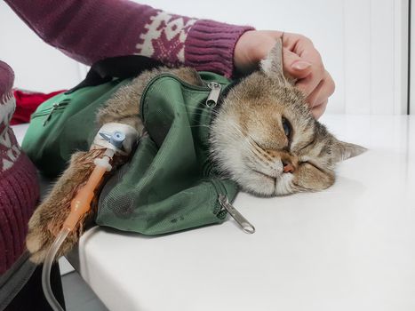 sick cat with a dropper lying on a table in a veterinary clinic . photo with space for text