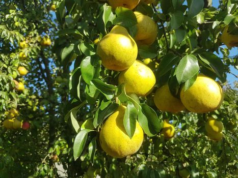 ripe pears on a tree branch in the garden.