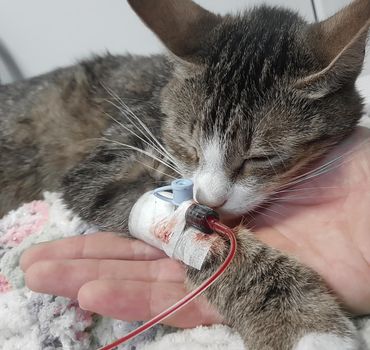 close up.sick cat with a catheter in his paw. blood transfusion