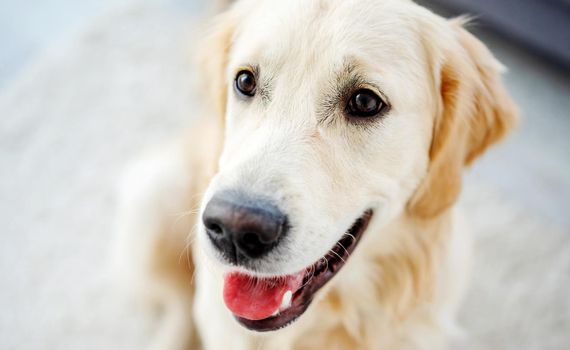 Close up view of nice muzzle of golden retriever indoors