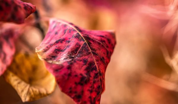 Close up view of spotted pink leaf outdoors