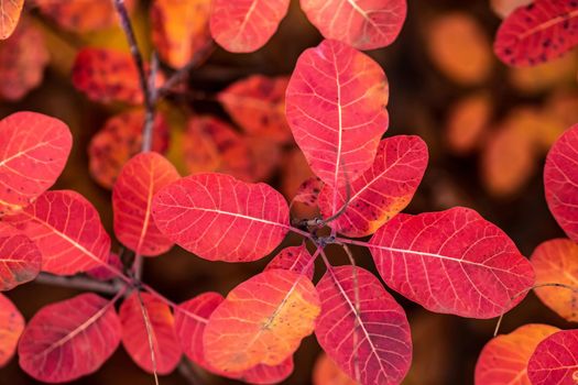 colorful autumn leaves on tree