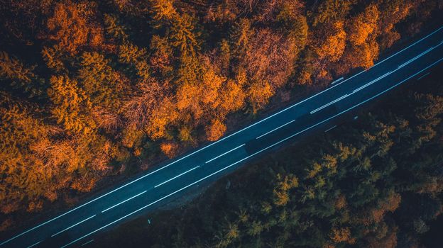 Top view of empty paved road going between autumn trees