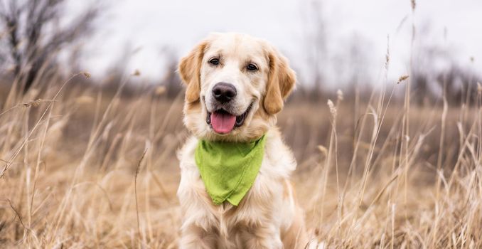 Beautiful young golden retriever lying in high grass