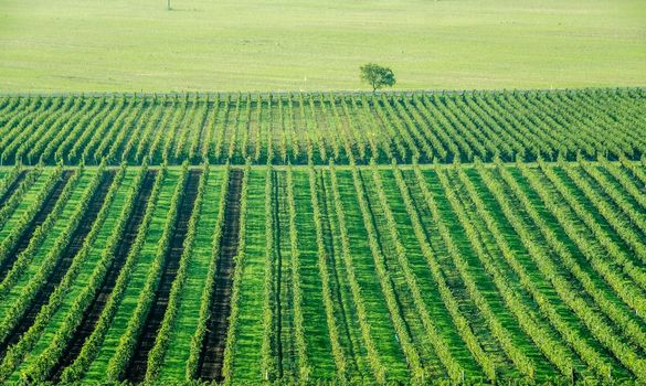 wide grapes plantation and lonely tree