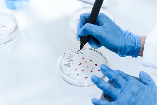 close up. scientist marking a Petri dish with viral bacteria. science and health.