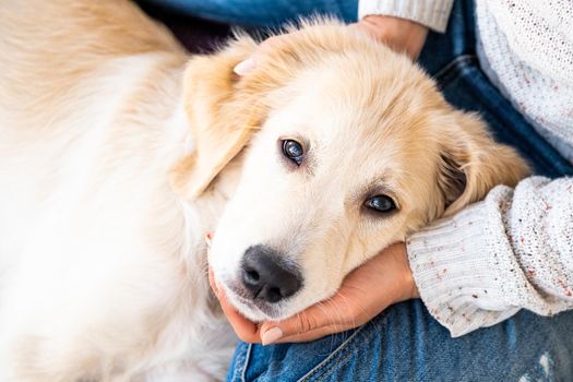 Lovely dog resting on female hands