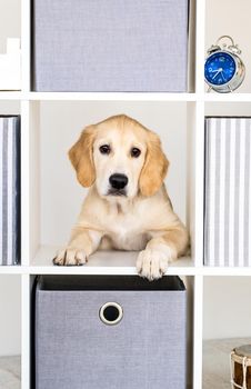 Funny young dog peeking out from locker