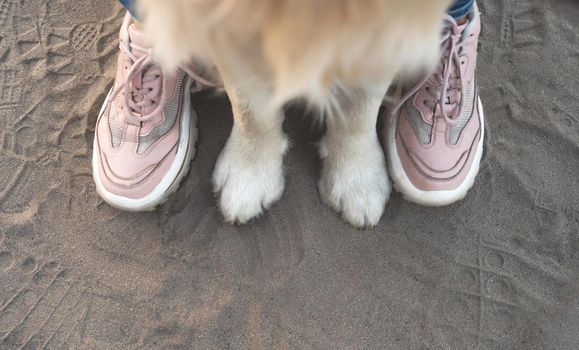Front dog paws and woman feet in trainers on sand, top view