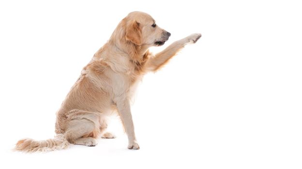 Golden retriever dog giving paw sideways isolated on white background