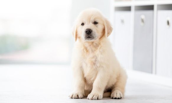 Funny retriever puppy sitting on floor at home