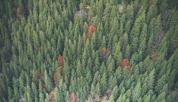 Autumn trees between evergreen pines, view from drone