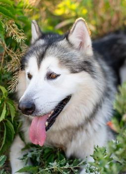 Adorable husky dog lying in the grass in field and looking back with tonque out. Beautiful doggy with incredible eyes closeup portrait in summertime