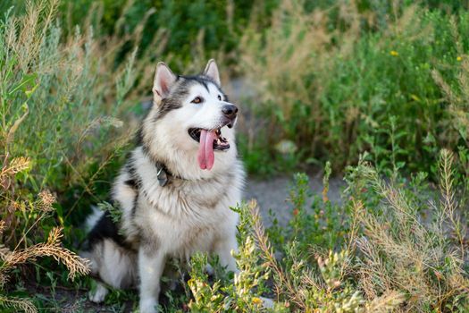 Adorable husky dog sitting in the grass in field and looking back with tonque out. Beautiful funny doggy with incredible eyes in summertime