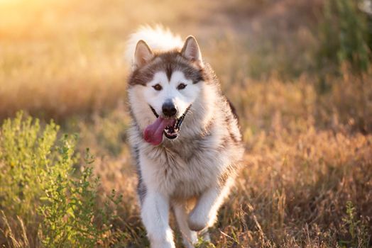 Alaskan malamute running on a field