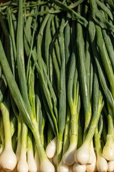 Close-up stock photo of bright green spring onion, scallion, pile in sunlight.