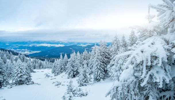 Picturesque winter landscape from mountain with snowy pine trees