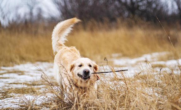 Golden retriever dog playing with with a stick in his teeth in the winter field with dry grass