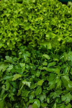 Close-up of bright fresh bunches of parsley and lettuce. Green background.