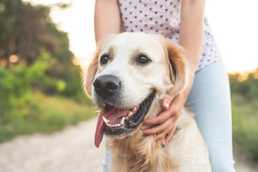 Girl holding golden dog retriever head in nature at sunset, close up