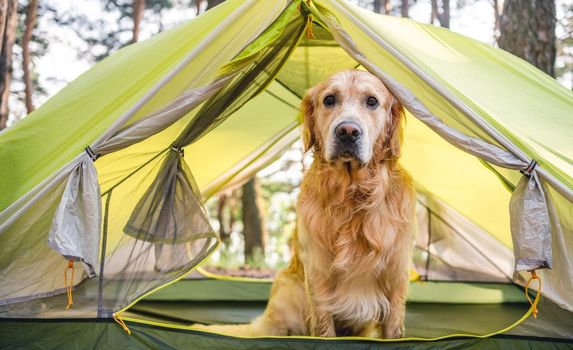 Golden retriever dog sitting close to tent in the wood camping and looking at the camera. Adorable doggy pet in the camping place in the forest