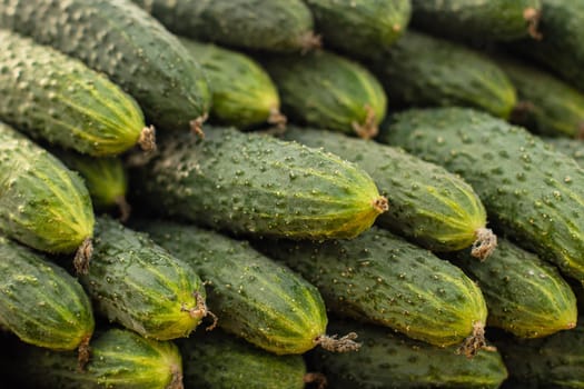 Close-up stock photo of rows of fresh and organic cucumbers at the market.