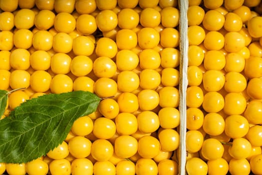 Top view of arranged small yellow apples in rows in sunlight. Local market or supermarket sell fresh seasonal small apples.