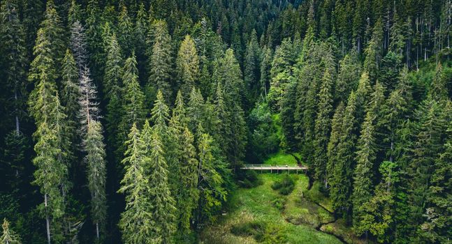 Pine trees in National Nature Park Synevir, view from above