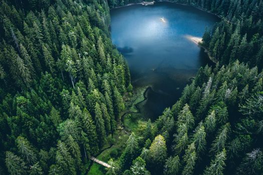 Lake Synevir framed by pine wood in Carpathian Mountains, view from above