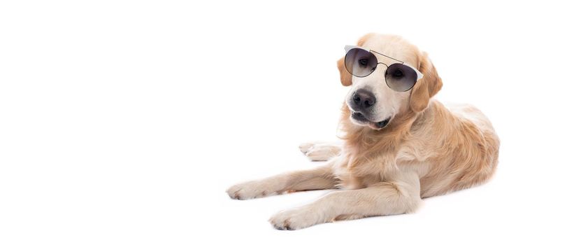 Golden retriever dog in sunglasses resting isolated on white background