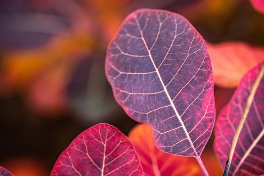 Close up view of autumn leaves